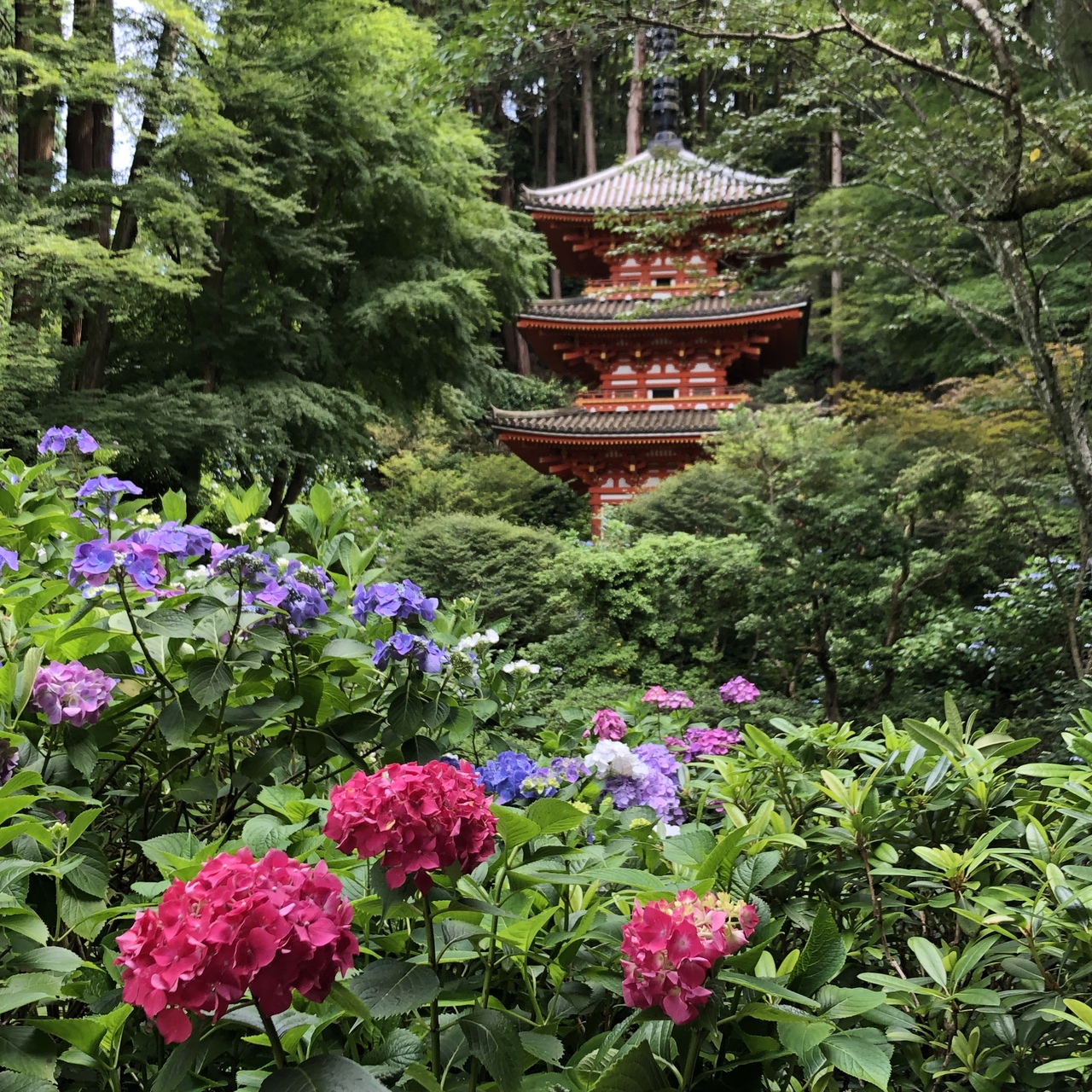 紫陽花咲くころ 木津川市のお寺の日本の歴史的財産を見て回りました 木津 加茂 京都 の旅行記 ブログ By ひやしたぬきさん フォートラベル