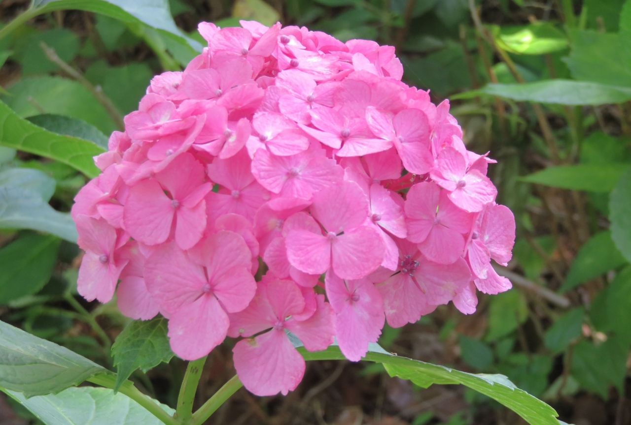 21初夏 茶屋ヶ坂公園のアジサイ 2 2 6月17日 2 手鞠咲き ガクアジサイ アナベル 未央柳 立葵 名古屋 愛知県 の旅行記 ブログ By 旅人のくまさんさん フォートラベル
