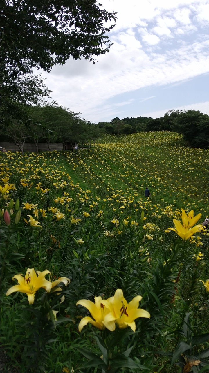 可睡ゆりの園と遠州三山風鈴まつり 袋井 静岡県 の旅行記 ブログ By ちょこ さん フォートラベル