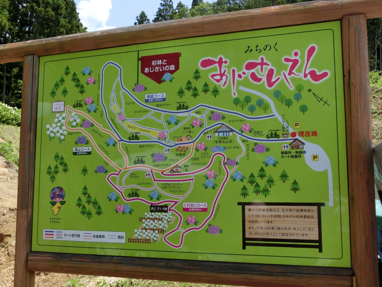 みちのくあじさい園 の軽い散歩と 麺家 たか志 一関 岩手県 の旅行記 ブログ By 毛利慎太朗さん フォートラベル みちのくあじさい園 の軽い散歩と 麺家 たか志 一関 岩手県 の旅行記 ブログ By 毛利慎太朗さん フォートラベル