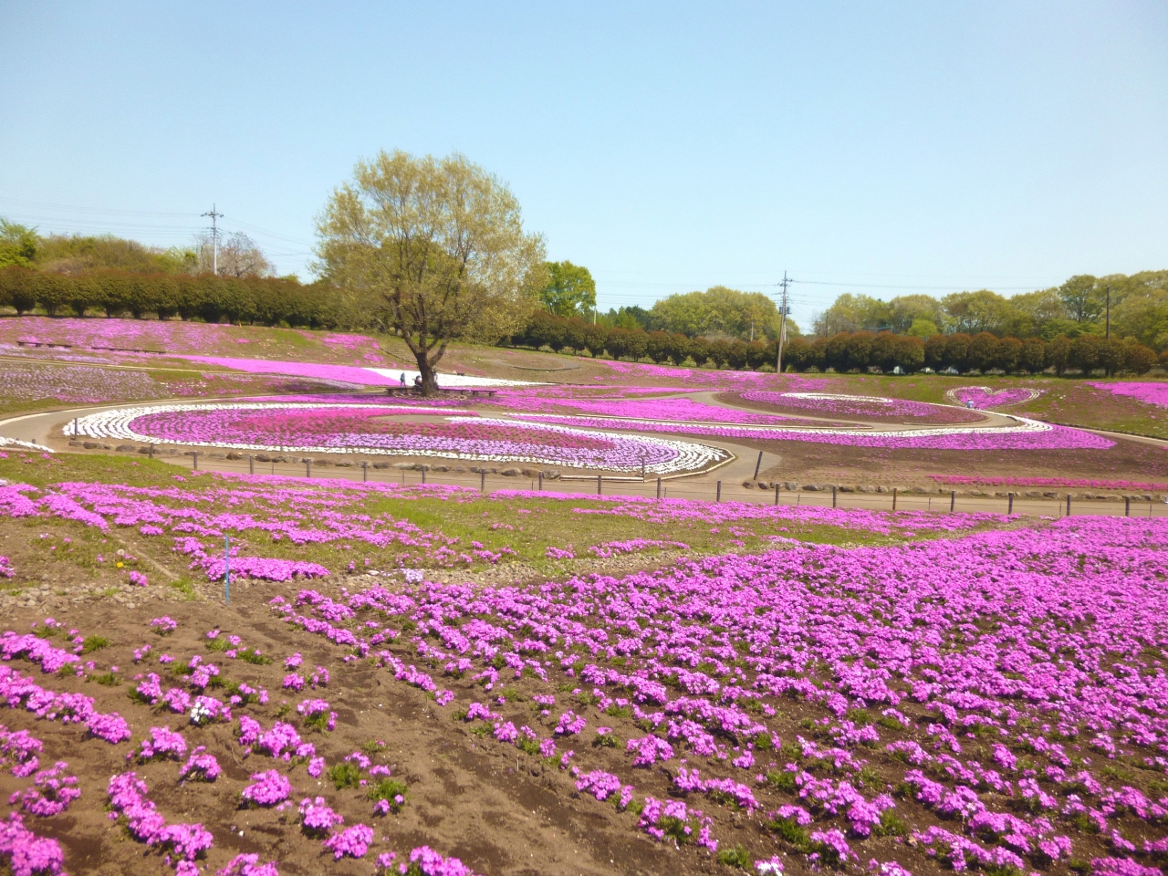 みさと芝桜公園 ピンクの丘で気持ちよい春 高崎 群馬県 の旅行記 ブログ By くうさん フォートラベル