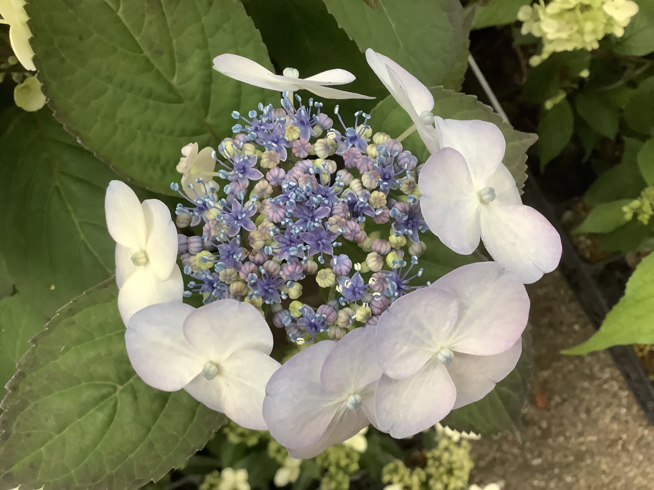 兵庫どうでしょ 森林植物園で紫陽花を愛でるはずが 編 六甲山 摩耶山周辺 兵庫県 の旅行記 ブログ By さるおさん フォートラベル 兵庫どうでしょ 森林植物園で紫陽花を愛でるはずが 編 六甲山 摩耶山周辺 兵庫県 の旅行記 ブログ By さるおさん フォートラベル