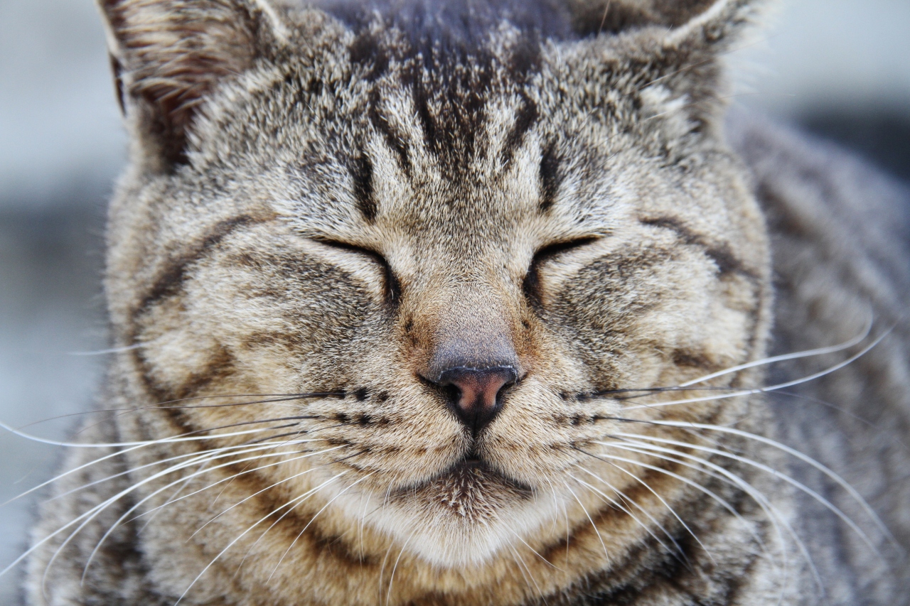 J63. 四国の旅。猫の島男木島。 』香川県の旅行記・ブログ by 0014さん 