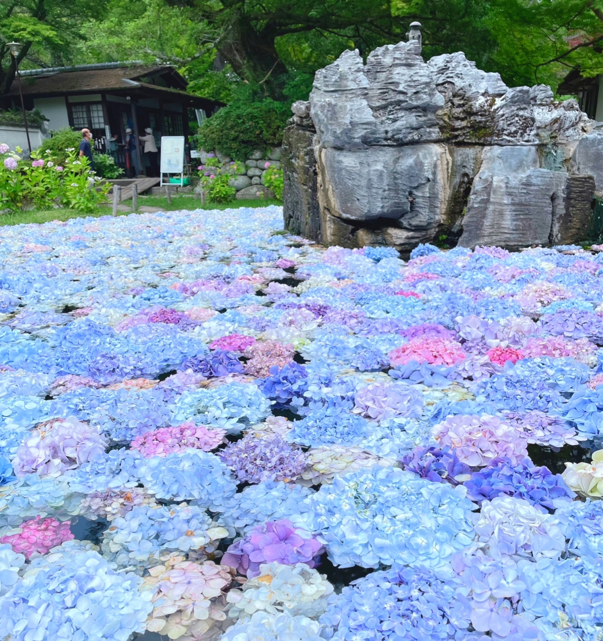 池に浮かんだ紫陽花 あじさいうかべ に魅かれて久安寺へ 大阪の旅行記 ブログ By Akikoさん フォートラベル
