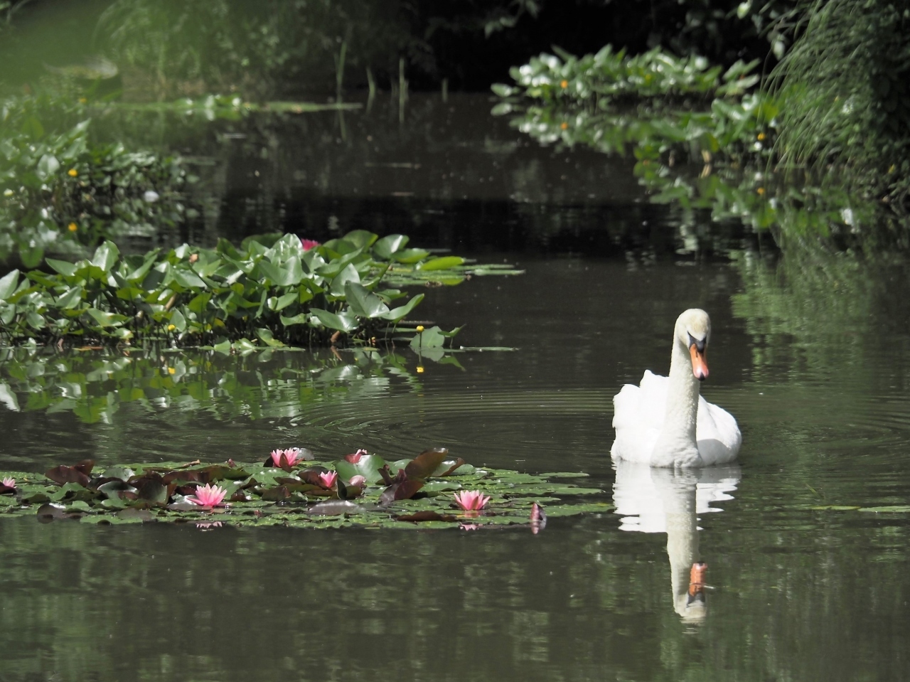 小さな白鳥池と名残紫陽花 佐倉 四街道 千葉県 の旅行記 ブログ By みささん フォートラベル 小さな白鳥池と名残紫陽花 佐倉 四街道 千葉県 の旅行記 ブログ By みささん フォートラベル