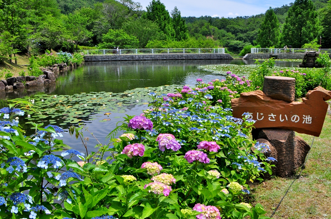 みのかも健康の森 色とりどりのアジサイ 美濃加茂 岐阜県 の旅行記 ブログ By 伊佐 今日さん フォートラベル みのかも健康の森 色とりどりのアジサイ 美濃加茂 岐阜県 の旅行記 ブログ By 伊佐 今日さん フォートラベル