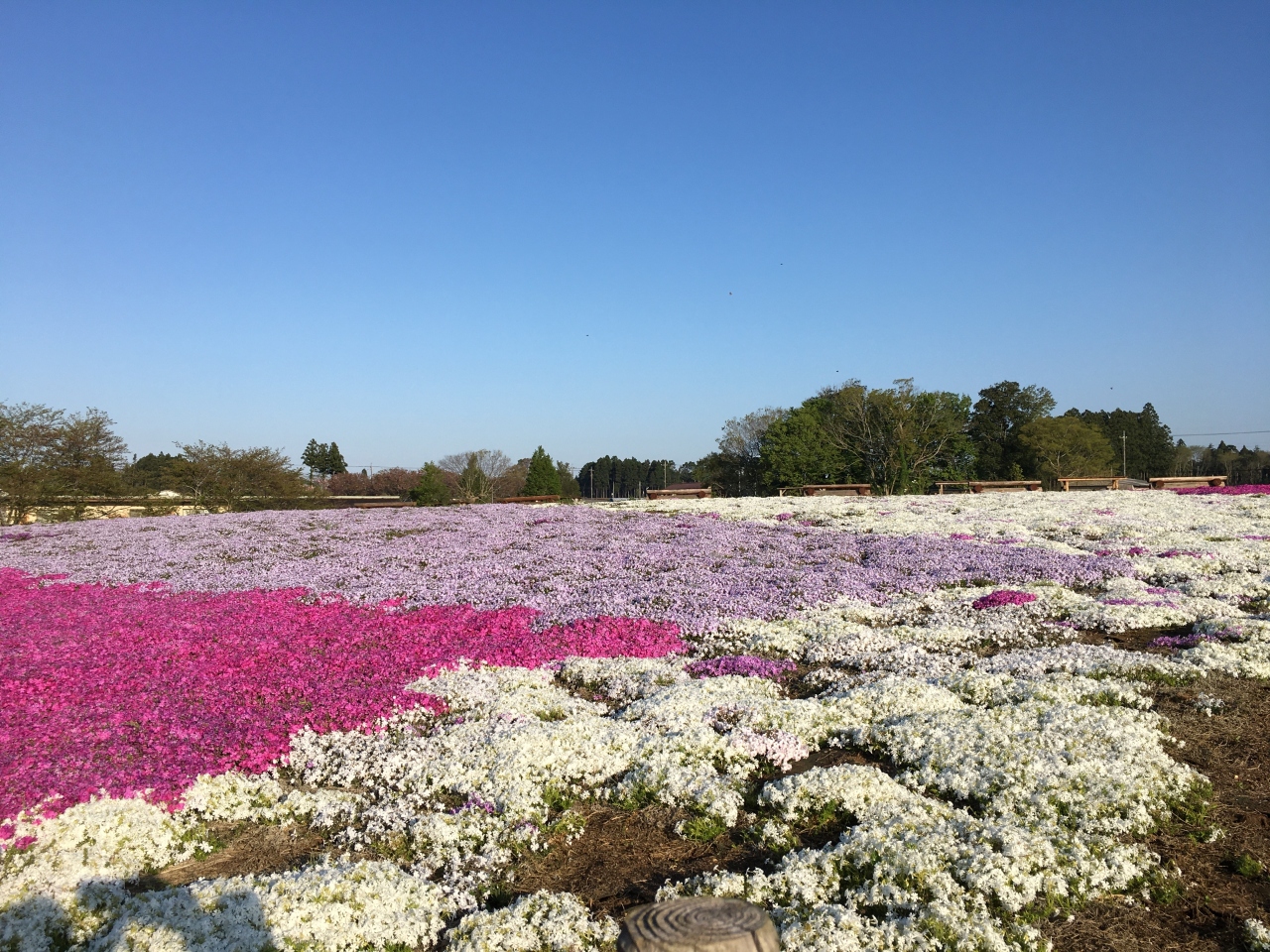 日曜日の早朝に御成街道沿いの富田さとにわ耕園に行き 芝桜やポピー ネモフィラをゆったりと鑑賞 千葉市 千葉県 の旅行記 ブログ By てくてくさん フォートラベル