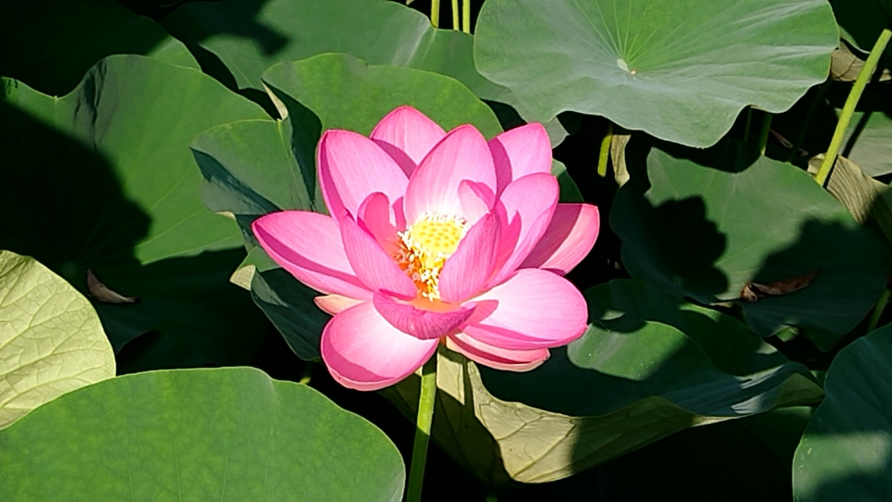 千葉公園の大賀ハスを見に行ってきました 千葉市 千葉県 の旅行記 ブログ By しゅいぐーさん フォートラベル