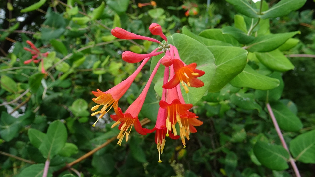 数十年に一度の花が咲きました 尼崎市の上坂部西公園の 鎧獅子 の花 その２ 尼崎 兵庫県 の旅行記 ブログ By Hn11さん フォートラベル