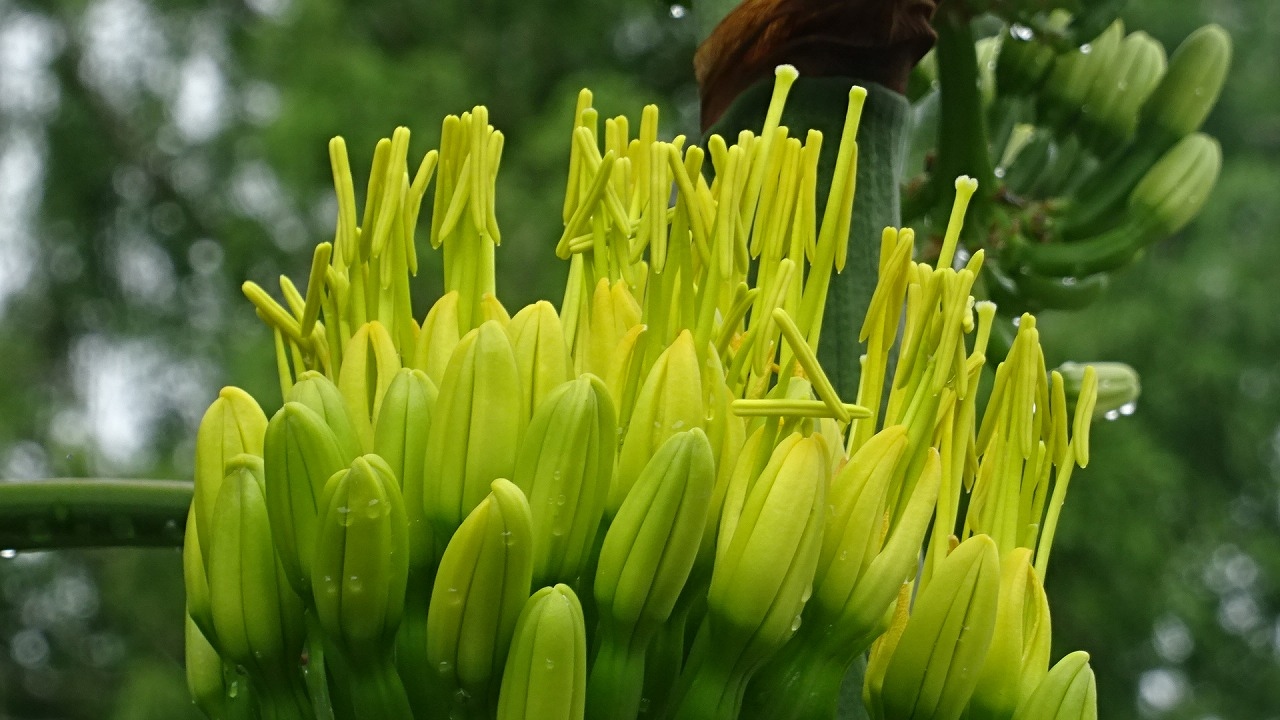 数十年に一度の花が咲きました 尼崎市の上坂部西公園の 鎧獅子 の花 その３ 尼崎 兵庫県 の旅行記 ブログ By Hn11さん フォートラベル