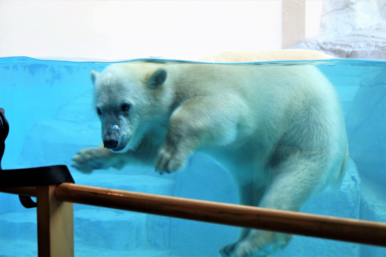 男鹿水族館gao はじめまして フブキ君 ユキちゃんのお母さん姿が見れてとれも嬉しいです ありがとう 男鹿 秋田県 の旅行記 ブログ By Jilllucaさん フォートラベル 男鹿水族館gao はじめまして フブキ君 ユキちゃんのお母さん姿が見れてとれも嬉しいです ありがとう 男鹿 秋田県 の旅行記 ブログ By Jilllucaさん フォートラベル