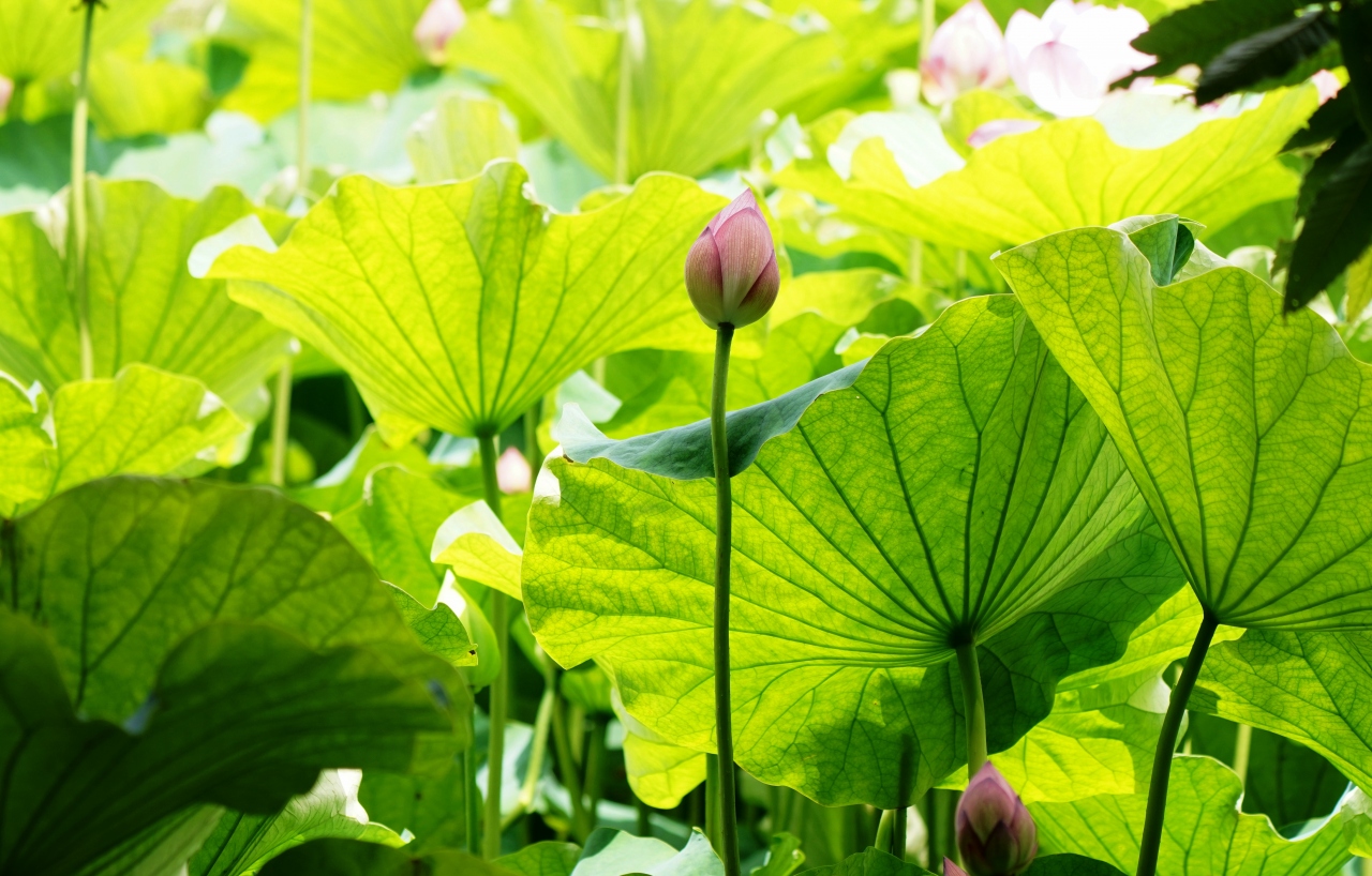 Japan 昭和記念公園 21夏 蓮の花とキノコ ミツバチばあやの冒険 立川 東京 の旅行記 ブログ By 唐辛子婆さん フォートラベル Japan 昭和記念公園 21夏 蓮の花とキノコ ミツバチばあやの冒険 立川 東京 の旅行記 ブログ By 唐辛子婆さん フォートラベル