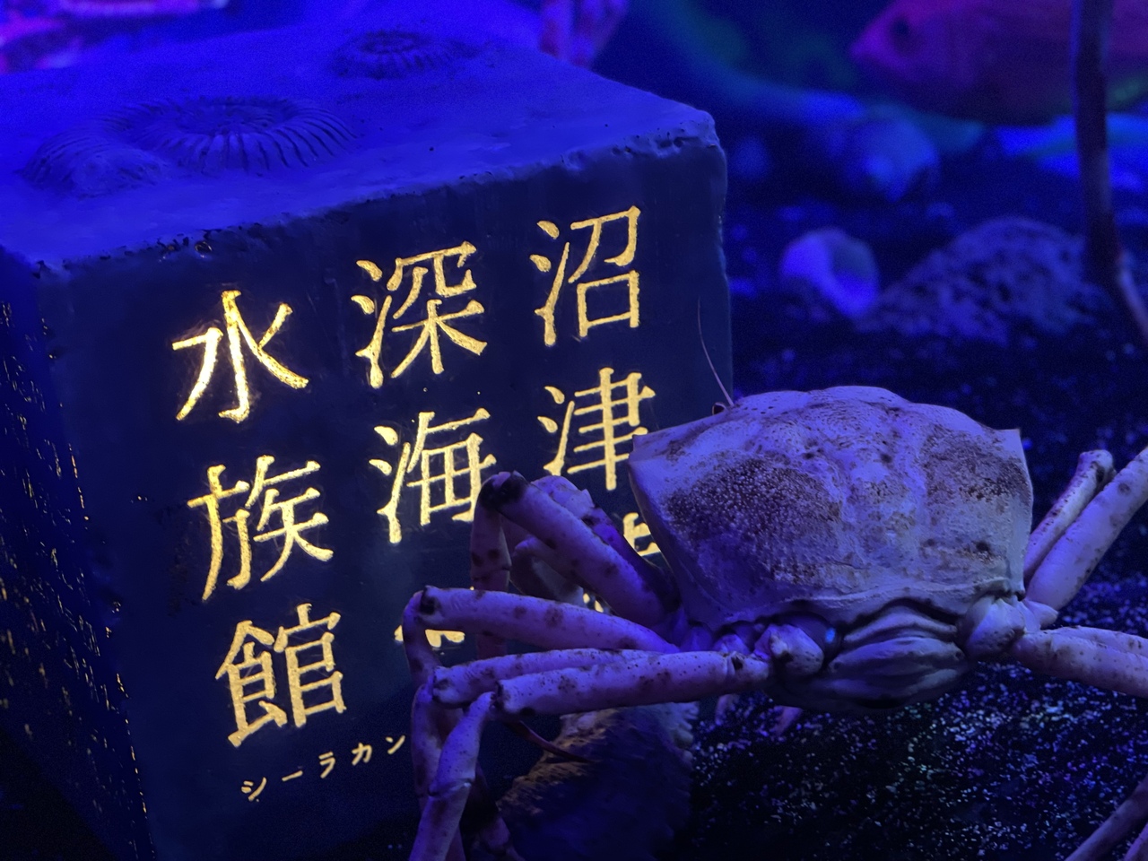 1泊2日 沼津港深海水族館 御殿場アウトレット 静岡県の旅行記 ブログ By ぴすさん フォートラベル 1泊2日 沼津港深海水族館 御殿場アウトレット 静岡県の旅行記 ブログ By ぴすさん フォートラベル