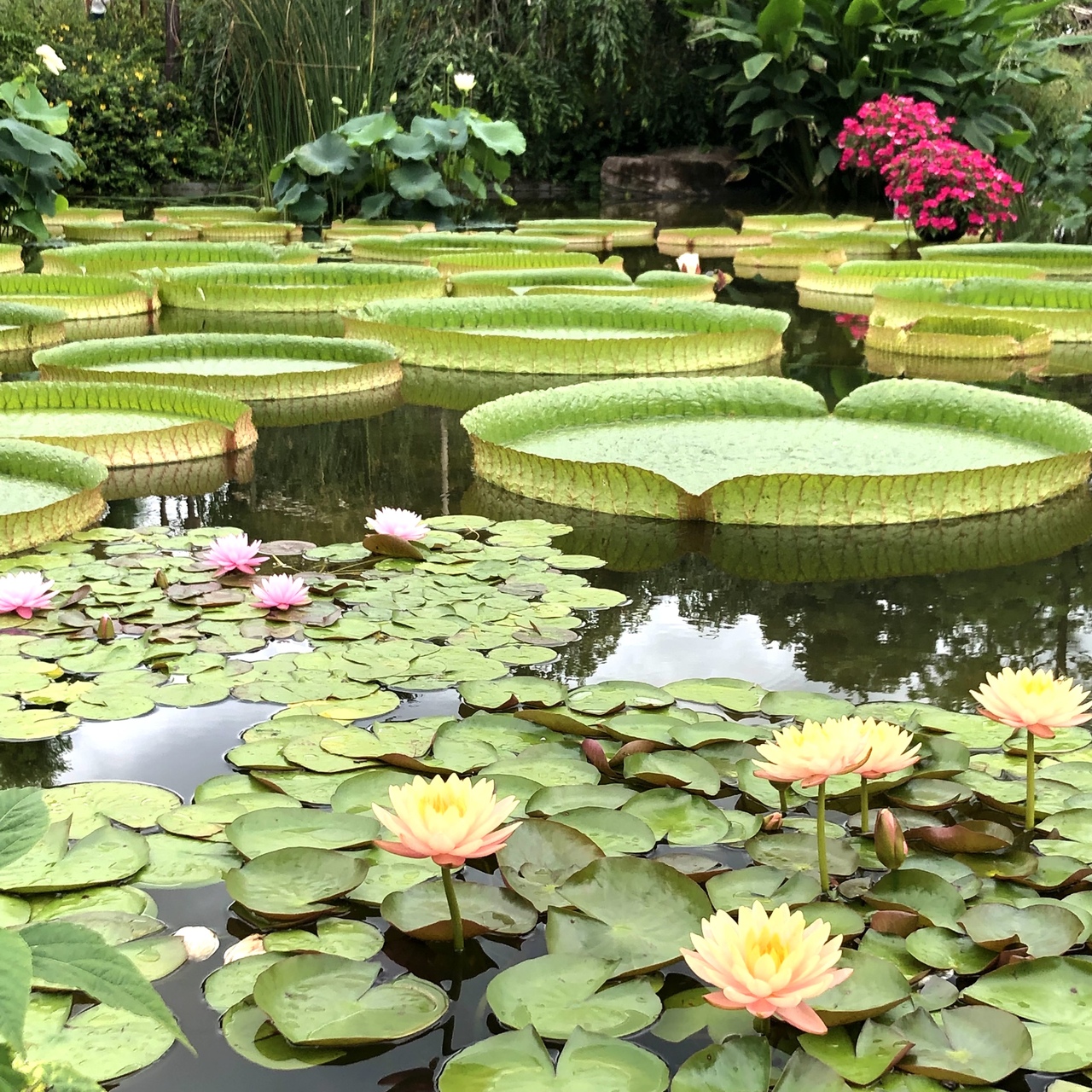 水生植物公園みずの森に行くなら今 素敵な水辺で癒されるよー 草津 滋賀 滋賀県 の旅行記 ブログ By ひやしたぬきさん フォートラベル