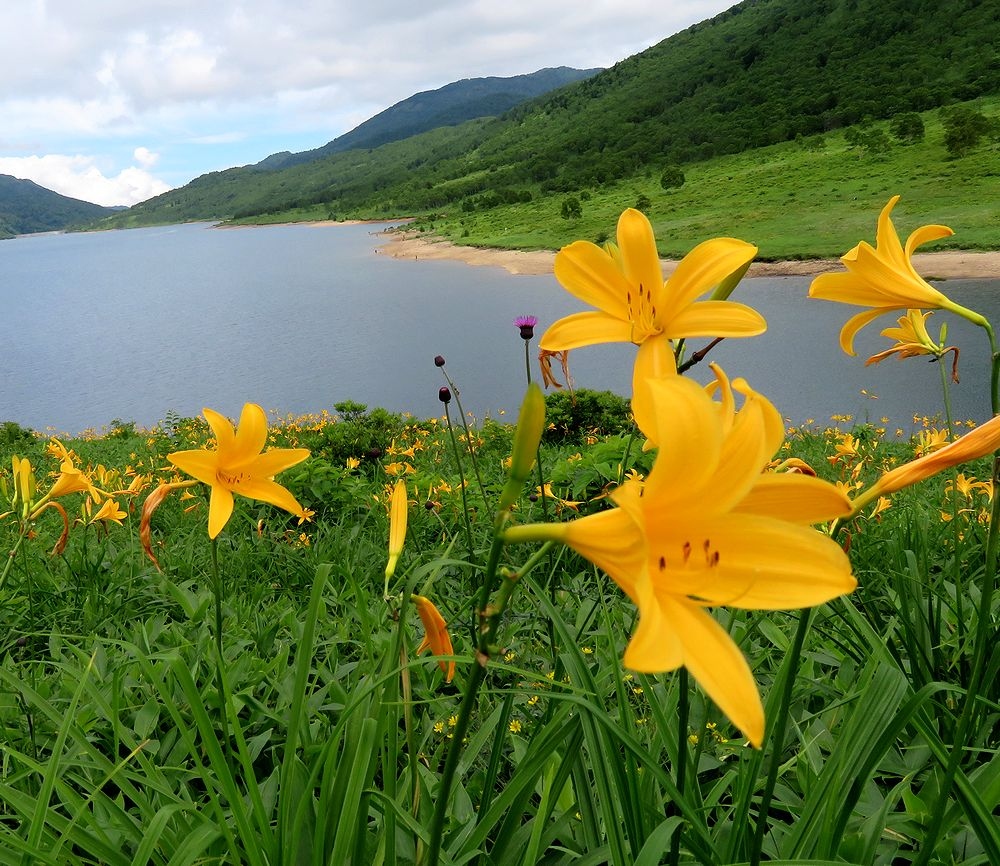 団塊夫婦の花巡りドライブ 21夏ー 1 ニッコウキスゲを見に秘境の野反湖へ 草津温泉 群馬県 の旅行記 ブログ By Miharashiさん フォートラベル