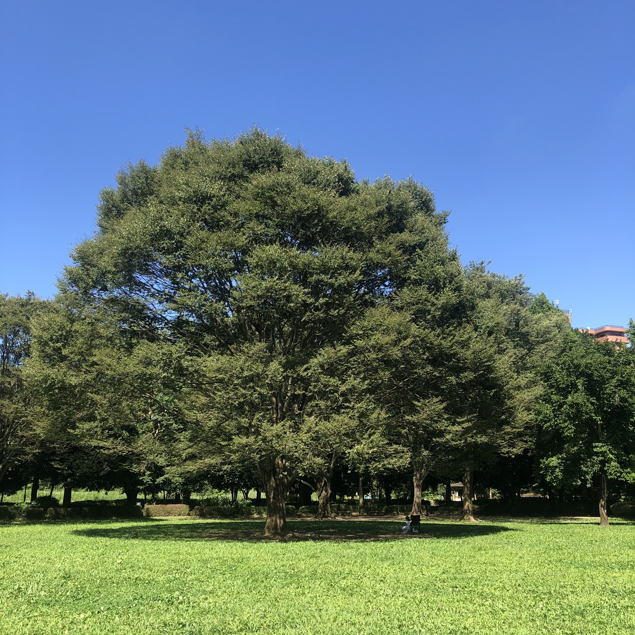 21 7月 川口自然公園 木陰でピクニック 川口 戸田 蕨 埼玉県 の旅行記 ブログ By もりおんさん フォートラベル 21 7月 川口自然公園 木陰でピクニック 川口 戸田 蕨 埼玉県 の旅行記 ブログ By もりおんさん フォートラベル