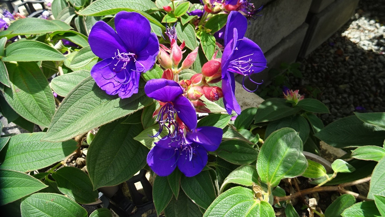 陽春園植物場とアイアイパークの花屋さんをハシゴしてきました その4 宝塚 兵庫県 の旅行記 ブログ By Hn11さん フォートラベル 陽春園植物場とアイアイパークの花屋さんをハシゴしてきました その4 宝塚 兵庫県 の旅行記 ブログ By Hn11さん フォートラベル