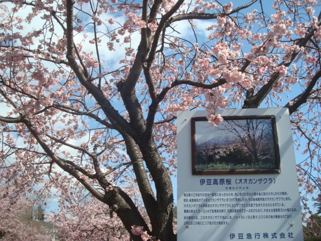 伊豆高原駅周辺を徒歩で散策 大寒桜 オルゴール館 八幡宮来宮神社 伊豆高原 静岡県 の旅行記 ブログ By こりんごさん フォートラベル 伊豆高原駅周辺を徒歩で散策 大寒桜 オルゴール館 八幡宮来宮神社 伊豆高原 静岡県 の旅行記 ブログ By こりんごさん フォートラベル