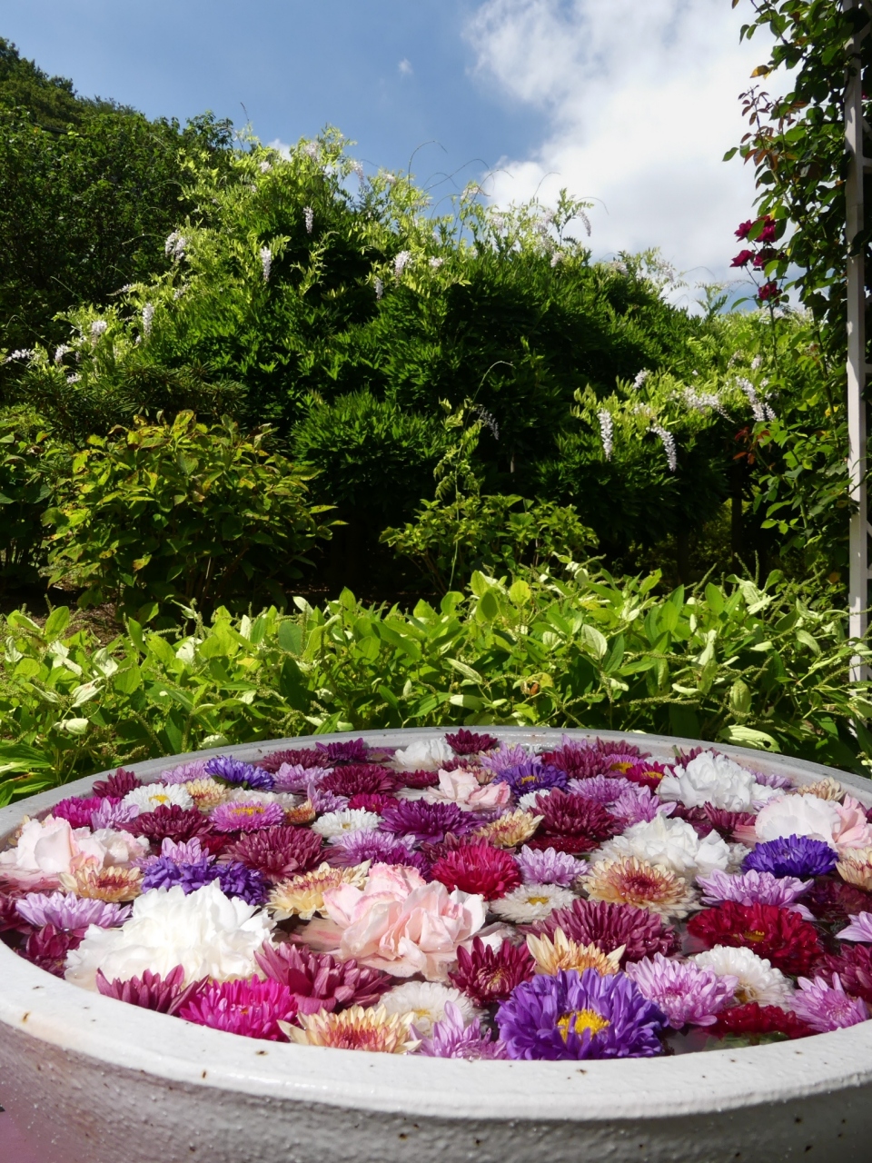 あしかがフラワーパーク の花手水 21 全7鉢展示中 8月29日までです 栃木県 足利市 足利 栃木県 の旅行記 ブログ By Minamicazeさん フォートラベル あしかがフラワーパーク の花手水 21 全7鉢展示中 8月29日までです 栃木県 足利市 足利 栃木県 の旅行記 ブログ By Minamicazeさん フォートラベル