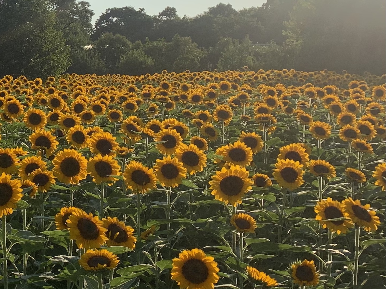 長居公園 ひまわりウィークで大阪の夏を満喫 ミナミ 難波 天王寺 大阪 の旅行記 ブログ By Nerorinnさん フォートラベル