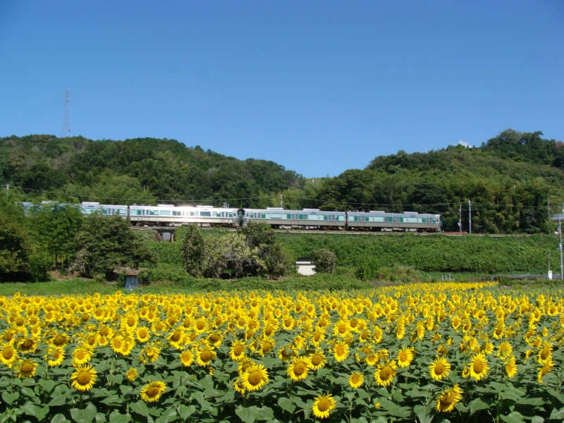 五條市 上野町 こうづけちょう ひまわり園 五條 奈良県 の旅行記 ブログ By Canadianさん フォートラベル