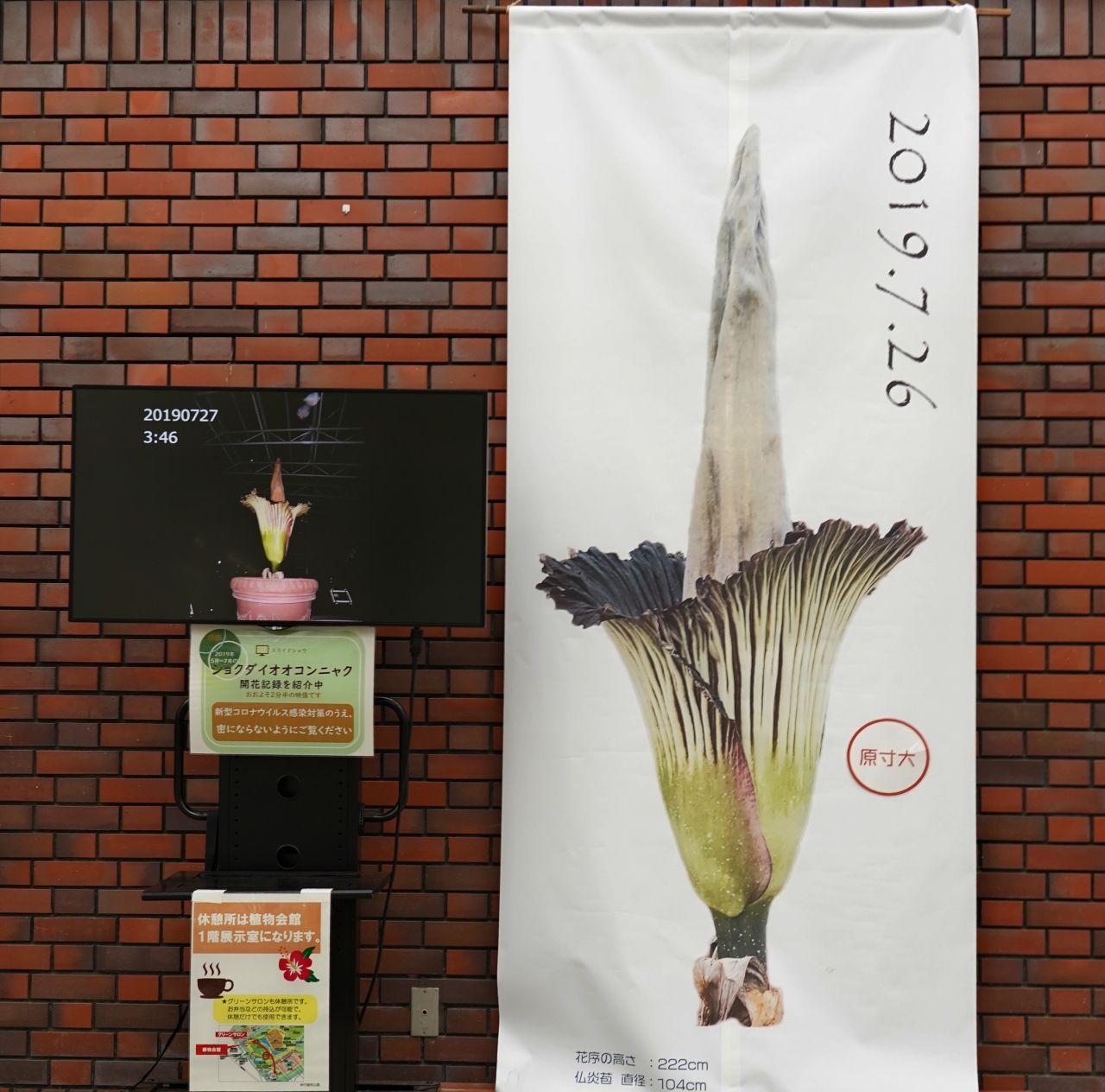Japan 神代植物公園 ショクダイオオコンニャクに会いに行ったら ミツバチばあやの冒険 吉祥寺 三鷹 東京 の旅行記 ブログ By 唐辛子婆さん フォートラベル Japan 神代植物公園 ショクダイオオコンニャクに会いに行ったら ミツバチばあやの冒険 吉祥寺 三鷹 東京 の旅行記 ブログ By 唐辛子婆さん フォートラベル