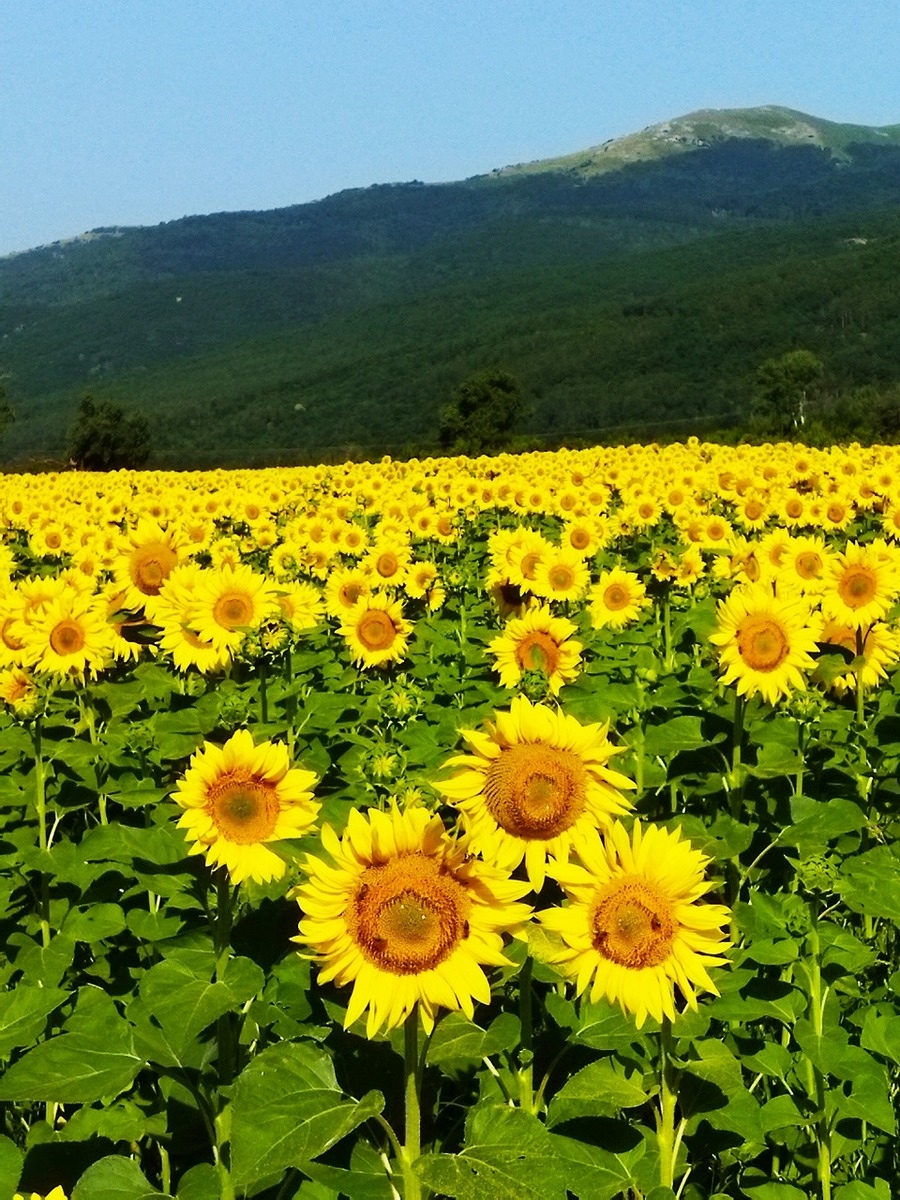 21年4月ブルガリア長期滞在の旅4 満開のひまわり ブルガリアの日本食 コロナ事情 バラの谷周辺 ブルガリア の旅行記 ブログ By まおちゃーんさん フォートラベル
