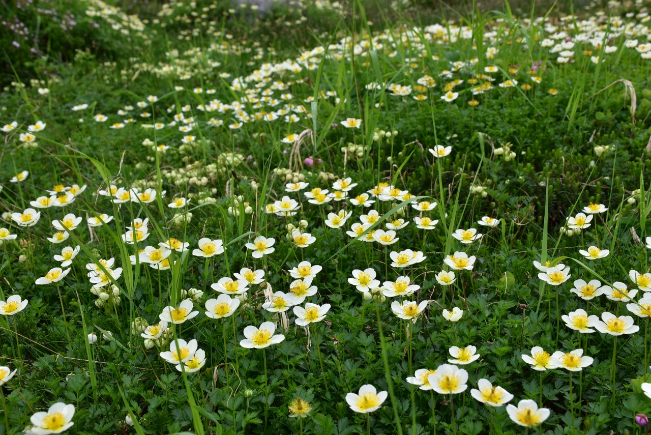 大雪山旭岳を彩る高山植物の花々21 姿見から裾合分岐までのお花畑 北海道 旭岳 天人峡 白金 北海道 の旅行記 ブログ By かっちんさん フォートラベル