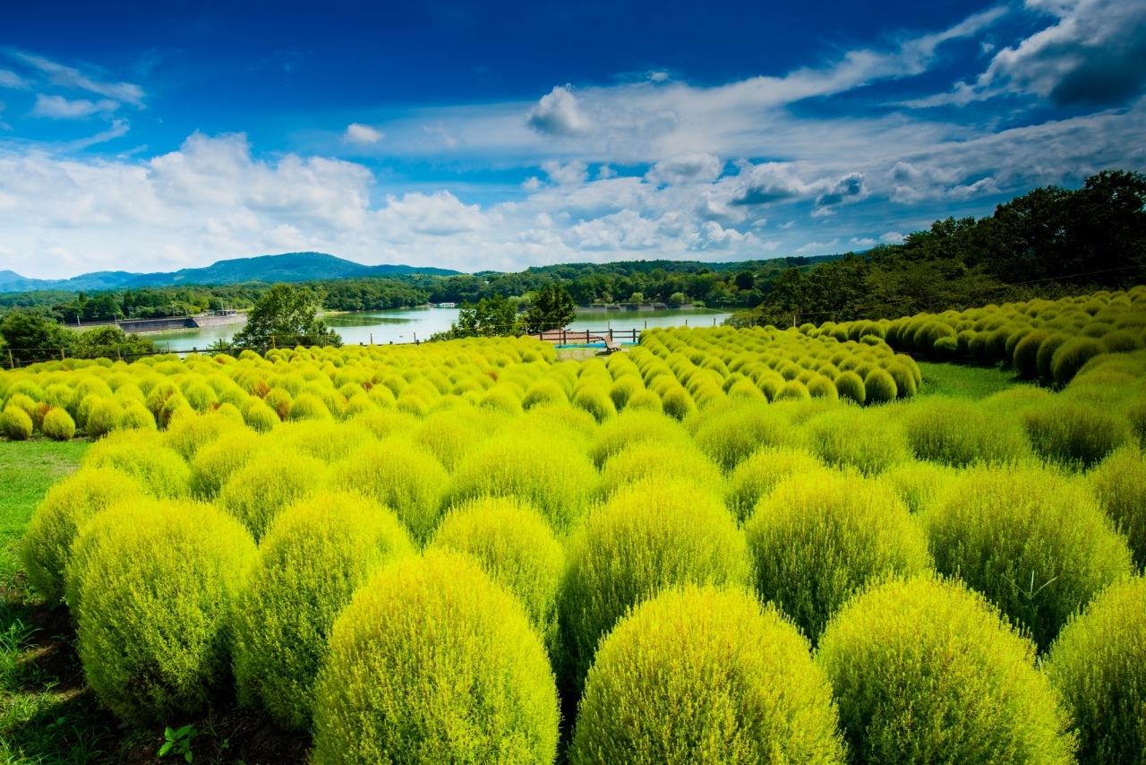 農業公園のグリーンコキア 21 住吉浜 杵築 大分県 の旅行記 ブログ By 気まぐれなデジカメ館さん フォートラベル