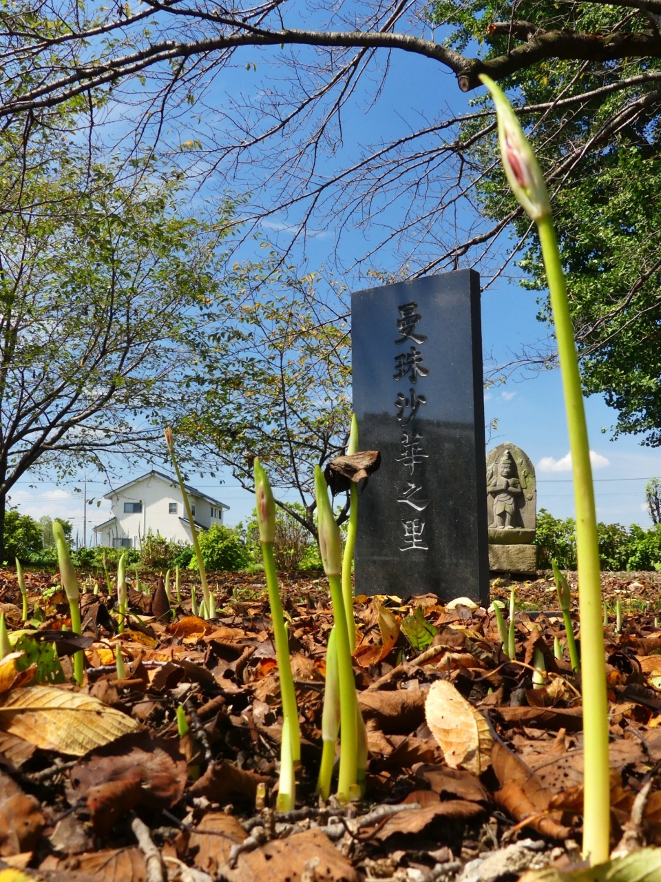 恩林寺 のヒガンバナ 21 花芽が出始めています 群馬県 邑楽町 邑楽 大泉 群馬県 の旅行記 ブログ By Minamicazeさん フォートラベル