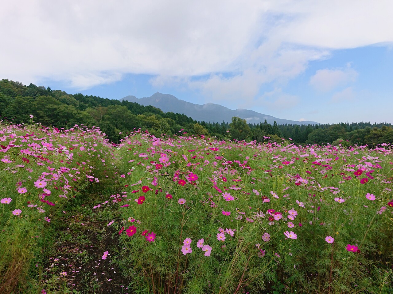 コスモス咲く黒姫高原ハイキングと美味しイタリアンランチ 黒姫 野尻湖 長野県 の旅行記 ブログ By わんこさん フォートラベル