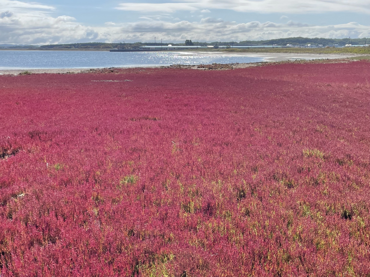 21 9 まだ間に合う 旬情報 赤い絨毯 今が見頃の能取湖 サロマ湖のサンゴ草 9 18 19現在 網走 北海道 の旅行記 ブログ By ゆんこさん フォートラベル