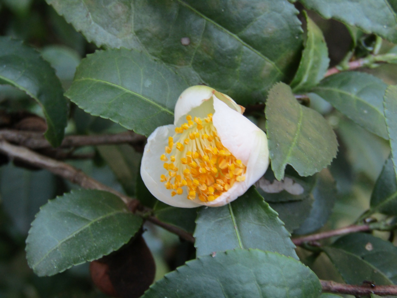 お茶の花が開花しています 戸塚 いずみ野 港南台 神奈川県 の旅行記 ブログ By ドクターキムルさん フォートラベル お茶の花が開花しています 戸塚 いずみ野 港南台 神奈川県 の旅行記 ブログ By ドクターキムルさん フォートラベル