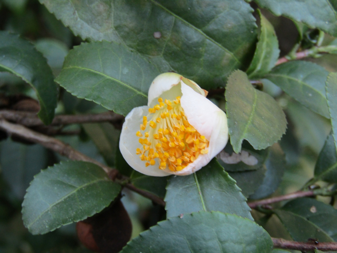 お茶の花が開花しています 戸塚 いずみ野 港南台 神奈川県 の旅行記 ブログ By ドクターキムルさん フォートラベル