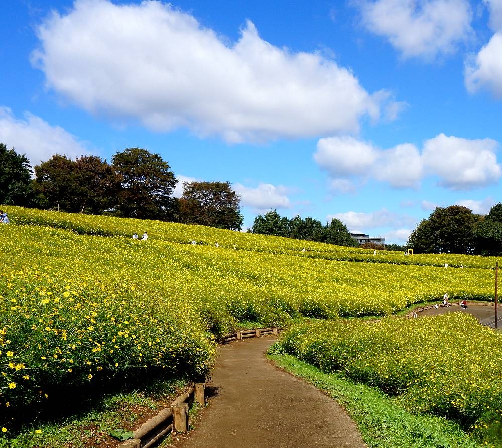 秋の公園散策と食を楽しむー昭和記念公園 昭和の森車屋 立川 東京 の旅行記 ブログ By Miharashiさん フォートラベル 秋の公園散策と食を楽しむー昭和記念公園 昭和の森車屋 立川 東京 の旅行記 ブログ By Miharashiさん フォートラベル