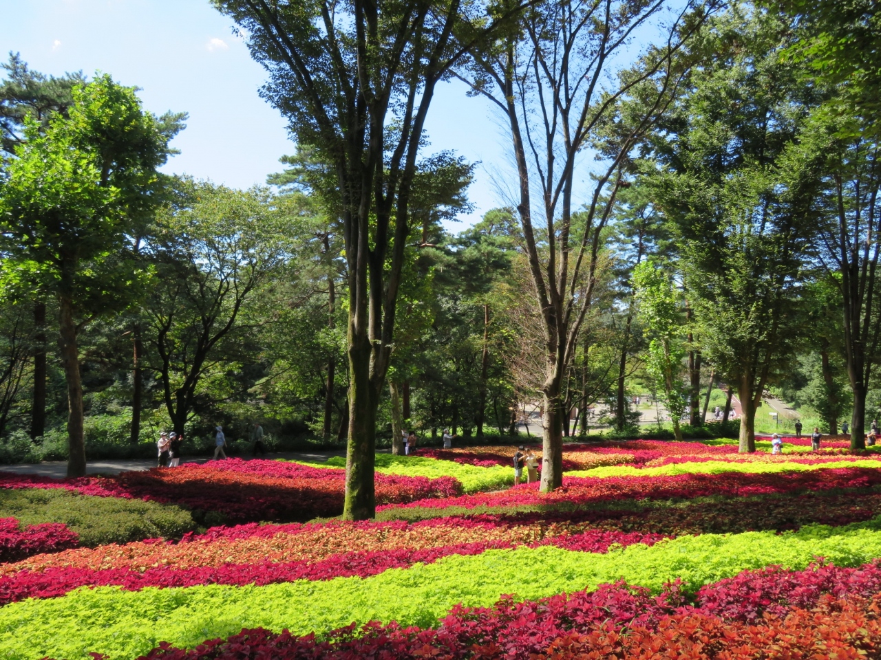 武蔵丘陵森林公園のケイトウ コリウス畑 2021 小川 嵐山 埼玉県 の旅行記 ブログ By Takekoさん フォートラベル 武蔵丘陵森林公園のケイトウ コリウス畑 2021 小川 嵐山 埼玉県 の旅行記 ブログ By Takekoさん フォートラベル