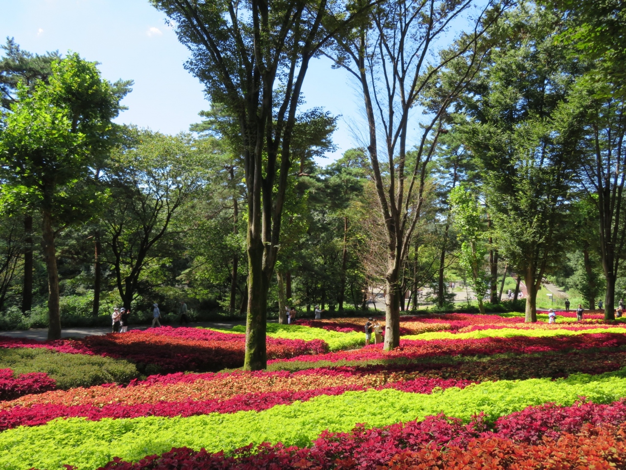 武蔵丘陵森林公園のケイトウ コリウス畑 ２０２１ 小川 嵐山 埼玉県 の旅行記 ブログ By Takekoさん フォートラベル