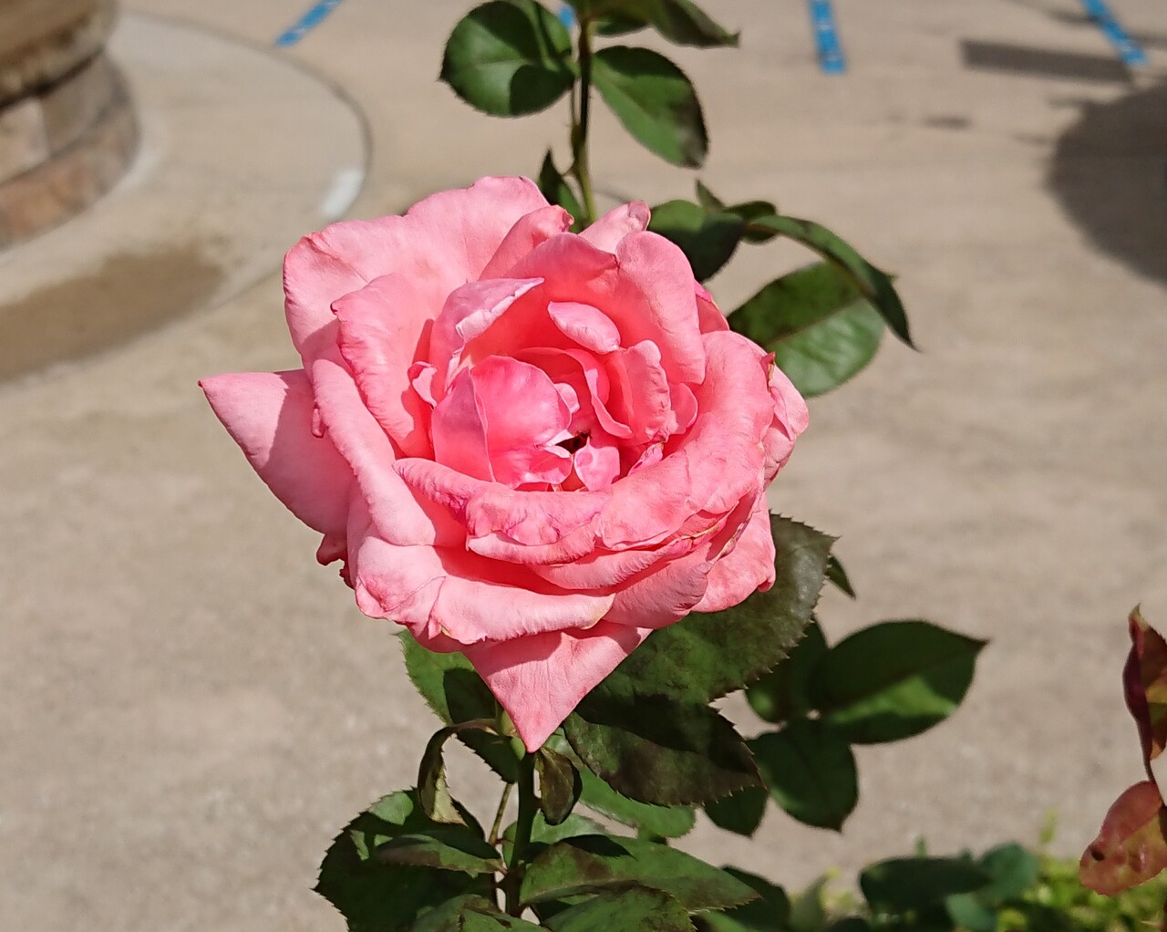 Usjの秋の薔薇 園 大阪ベイエリア 大阪 の旅行記 ブログ By くにおっさんさん フォートラベル