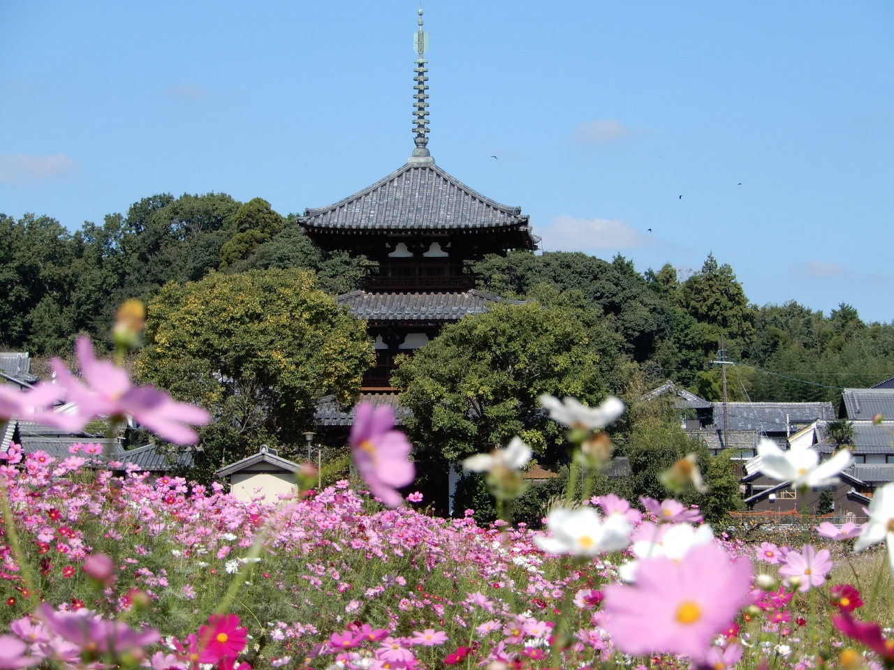 斑鳩の里 法起寺のコスモスが見頃でした 斑鳩 法隆寺周辺 奈良県 の旅行記 ブログ By 豚のしっぽさん フォートラベル