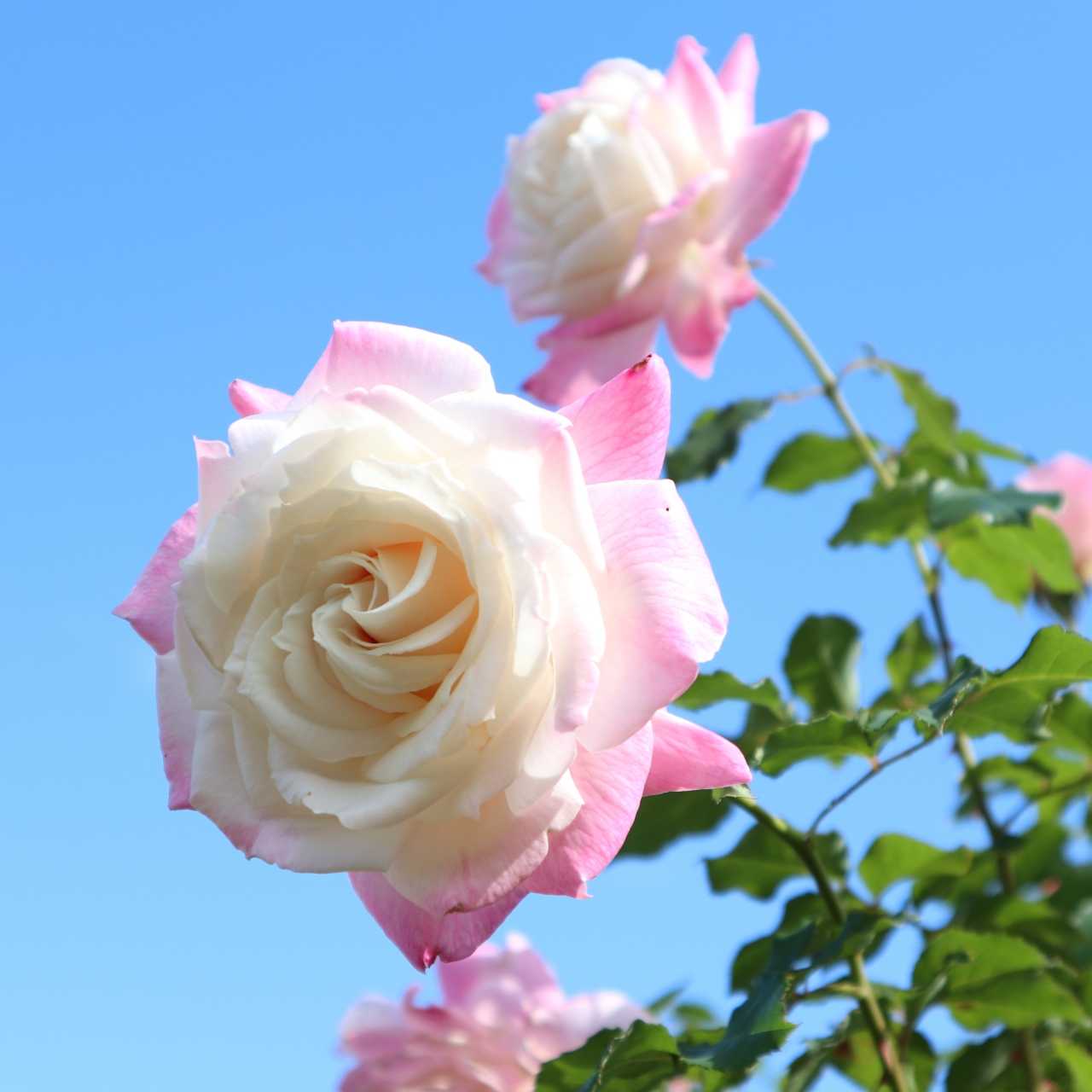 河津バガテル公園 秋の薔薇 伊豆高原の萬望亭でランチ 河津温泉郷 今井浜 静岡県 の旅行記 ブログ By 香さん フォートラベル