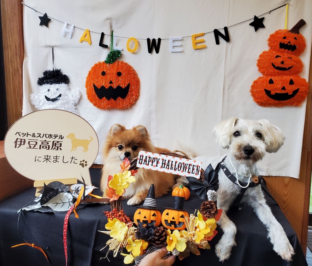 静岡 大雨にも負けず犬旅友と一緒にわんこホテルステイ ペット スパホテル伊豆高原 21年10月 伊豆高原 静岡県 の旅行記 ブログ By すずかさん フォートラベル