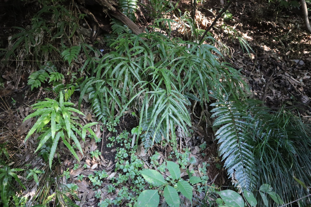 佐倉市散策 58 北総台地にシダ植物を訪ねて 佐倉 四街道 千葉県 の旅行記 ブログ By Yamajiさん フォートラベル 佐倉市散策 58 北総台地にシダ植物を訪ねて 佐倉 四街道 千葉県 の旅行記 ブログ By Yamajiさん フォートラベル