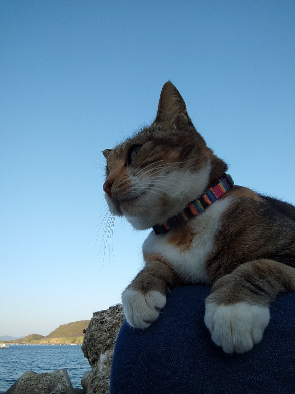 勝手に猫まみれ 福岡の離島 相島で日帰りニャンツアー 福岡県の旅行記 ブログ By ぴこさん フォートラベル