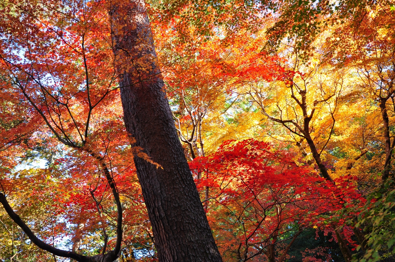 北関東屈指の日本庭園 徳明園 の紅葉 高崎 群馬県 の旅行記 ブログ By Mr チャングムさん フォートラベル