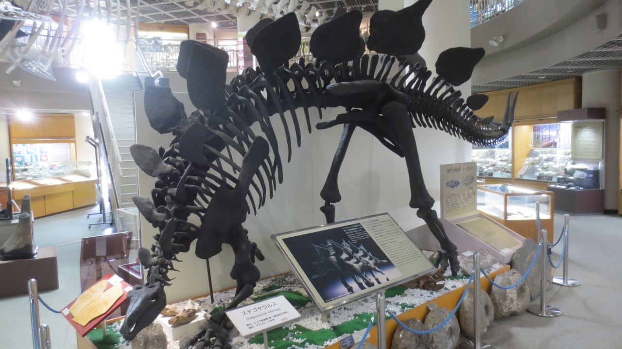 東北大学理学部自然史標本館に行こう 仙台 宮城県 の旅行記 ブログ By Shun2jpさん フォートラベル
