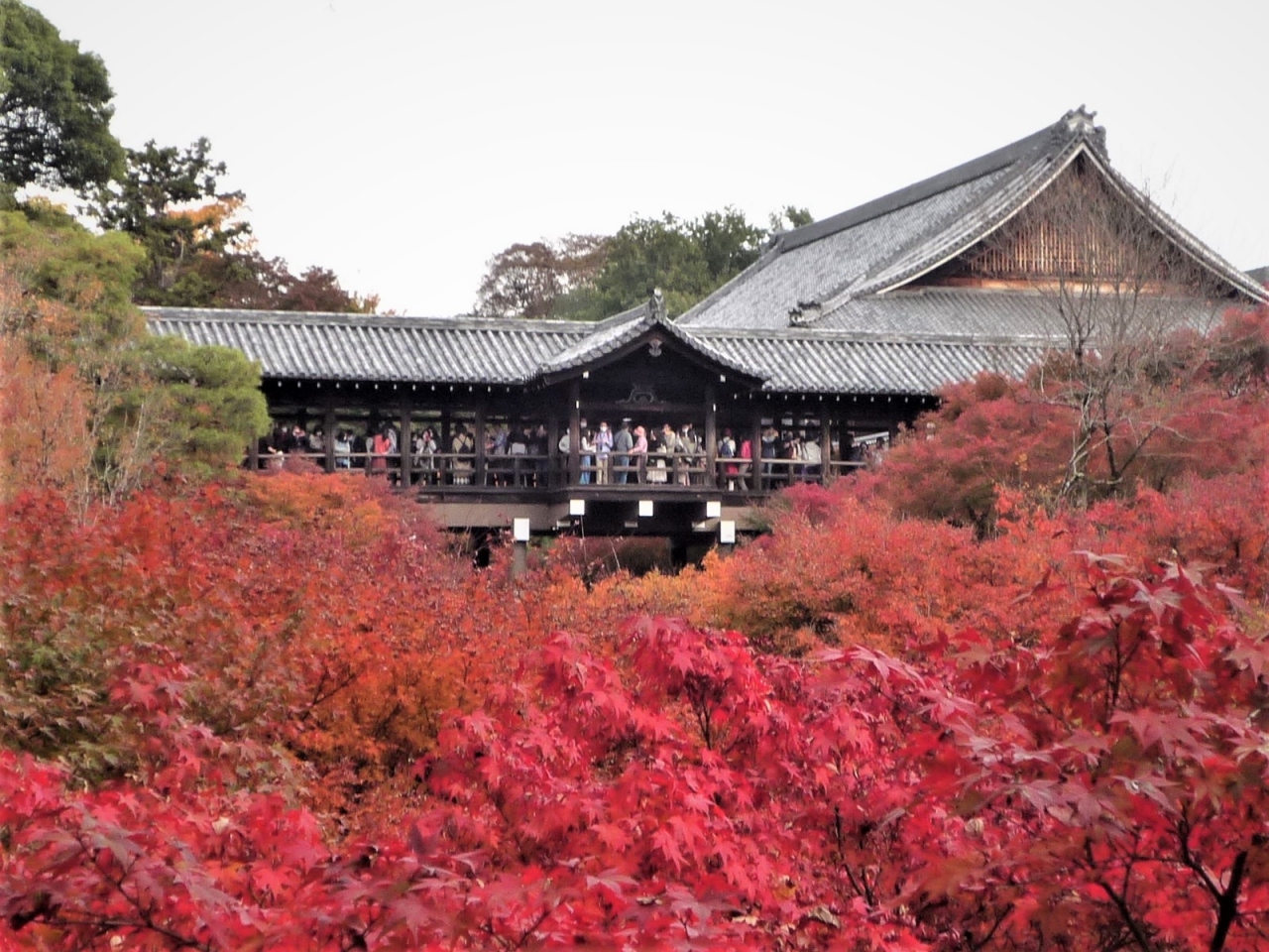 21 秋 紅葉の京都旅行 1 京都の旅行記 ブログ By Asia大好きさん フォートラベル