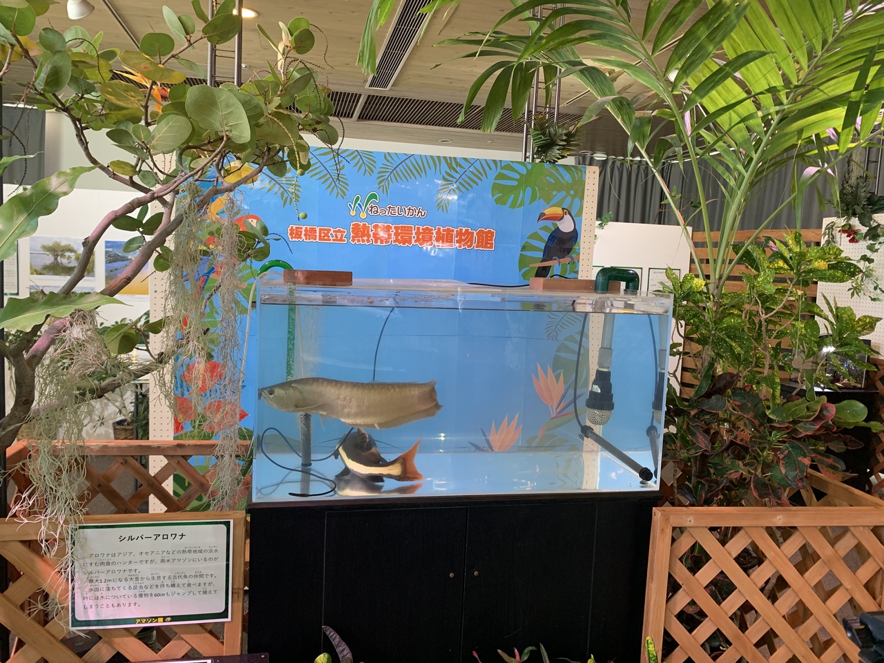 板橋区立熱帯環境植物館 と こども動物園高島平分園 板橋 東京 の旅行記 ブログ By イチさん フォートラベル 板橋区立熱帯環境植物館 と こども動物園高島平分園 板橋 東京 の旅行記 ブログ By イチさん フォートラベル