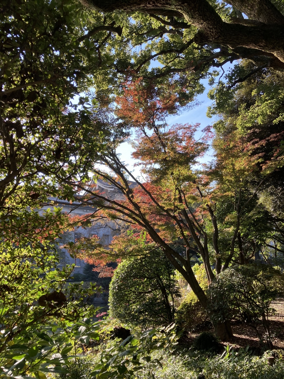 東京に紅葉を見に行く、上野の国立博物館と上野公園。』上野・御徒町 