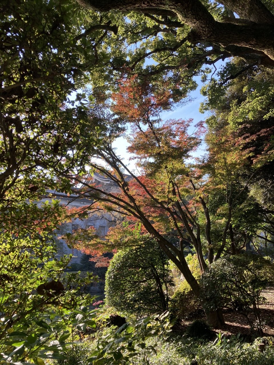 東京に紅葉を見に行く 上野の国立博物館と上野公園 上野 御徒町 東京 の旅行記 ブログ By ごろちゃんさん フォートラベル