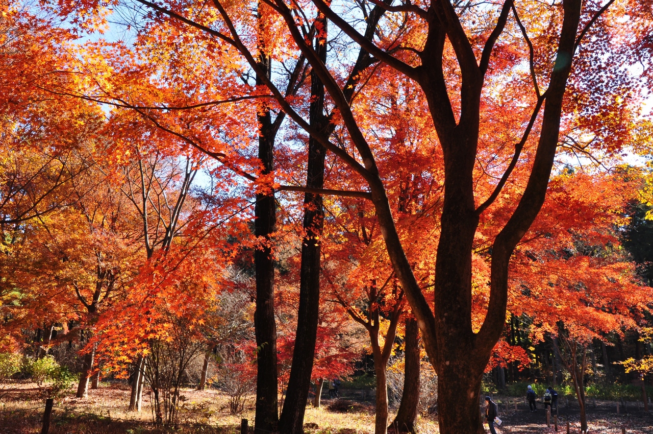 ２０２１ 最後の紅葉は 赤城自然園 赤城山周辺 群馬県 の旅行記 ブログ By Mr チャングムさん フォートラベル